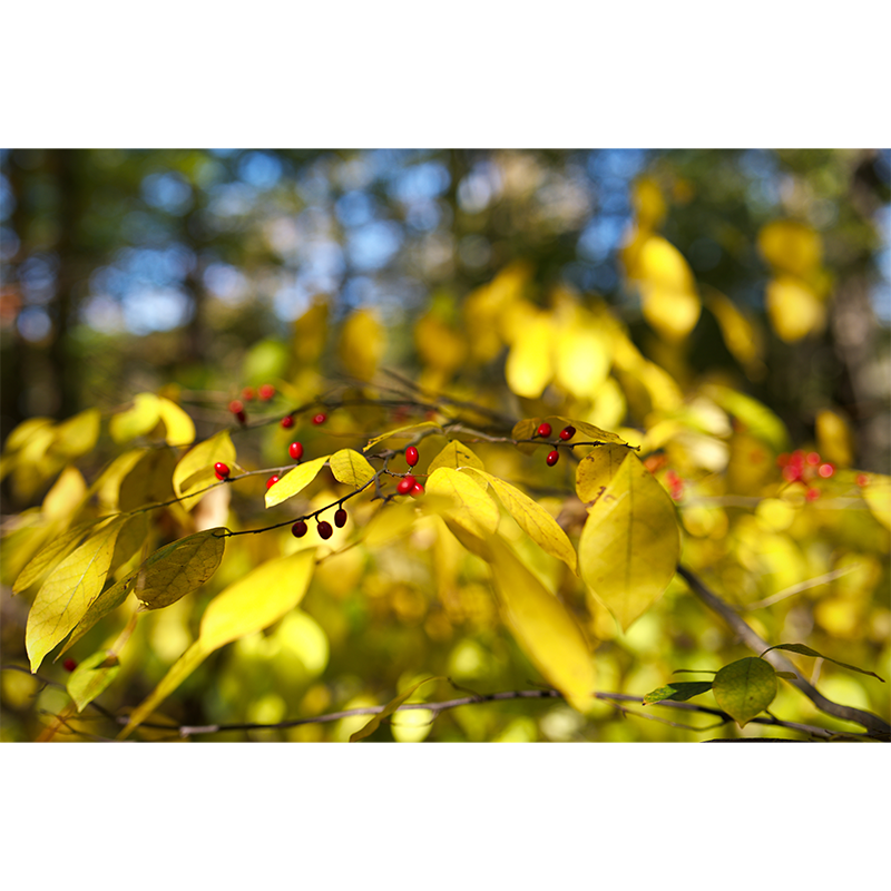 Autumn Spicebush in the Sunlight